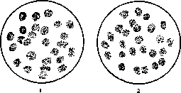 Anaplasma: figure 1 from the 1928–1936 encyclopedia article