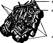 Anastomoses: figure 1 from the 1928–1936 encyclopedia article
