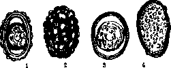 Ascarids: figure 2 from the 1928–1936 encyclopedia article