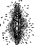 Aerotaxis: figure 1 from the 1928–1936 encyclopedia article