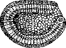 Blastomycetes: figure 3 from the 1928–1936 encyclopedia article