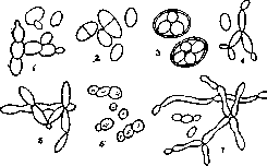 Blastomycetes: figure 1 from the 1928–1936 encyclopedia article