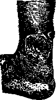 Blastomycetes: figure 2 from the 1928–1936 encyclopedia article