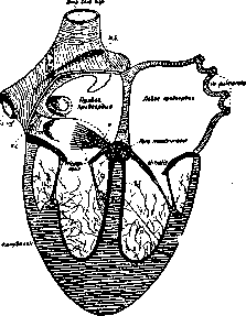 Heart Block: figure 1 from the 1928–1936 encyclopedia article