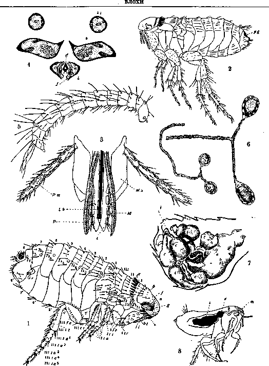 Wandering Cells: figure 1 from the 1928–1936 encyclopedia article