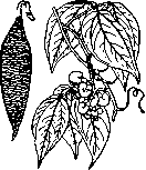 Calabar Bean: figure 1 from the 1928–1936 encyclopedia article