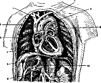 Botallus Duct: figure 1 from the 1928–1936 encyclopedia article
