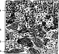 Bowman's Glands: figure 1 from the 1928–1936 encyclopedia article
