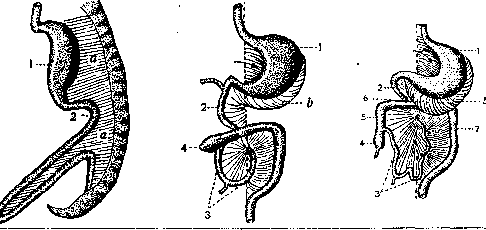 Mesentery: figure 1 from the 1928–1936 encyclopedia article