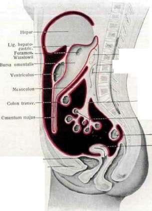 Abdominal Cavity: figure 5 from the 1928–1936 encyclopedia article