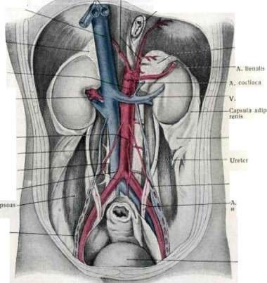 Abdominal Cavity: figure 4 from the 1928–1936 encyclopedia article