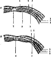 Abdominal Wall: figure 5 from the 1928–1936 encyclopedia article