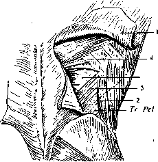 Abdominal Wall: figure 7 from the 1928–1936 encyclopedia article