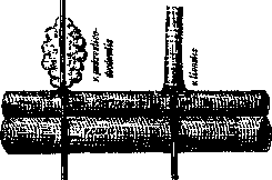 Vasostomy: figure 1 from the 1928–1936 encyclopedia article