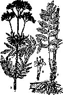 Valeriana: figure 1 from the 1928–1936 encyclopedia article