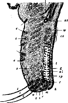 Eyelids: figure 1 from the 1928–1936 encyclopedia article