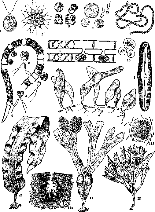 Algae: figure 1 from the 1928–1936 encyclopedia article