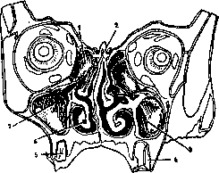 Maxillary Sinus: figure 1 from the 1928–1936 encyclopedia article