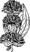 Gentiana: figure 1 from the 1928–1936 encyclopedia article