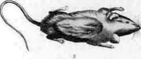 Hyrtl: figure 4 from the 1928–1936 encyclopedia article