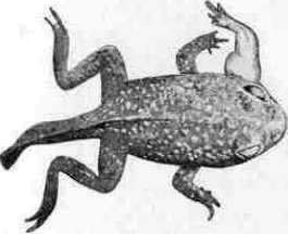 Hyrtl: figure 3 from the 1928–1936 encyclopedia article