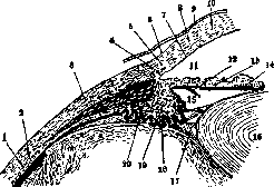 Eye: figure 2 from the 1928–1936 encyclopedia article