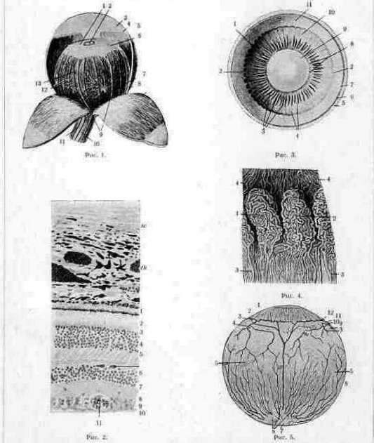 Eye: figure 3 from the 1928–1936 encyclopedia article