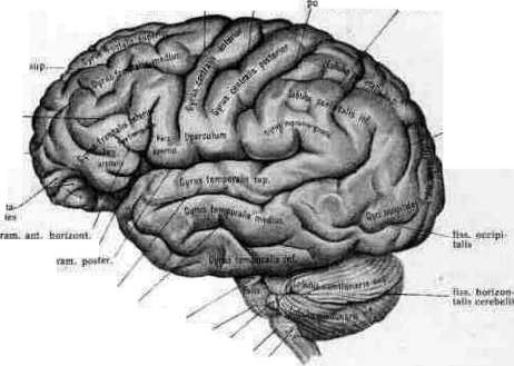 Brain (551 General diagnostics of brain diseases): figure 17 from the 1928–1936 encyclopedia article