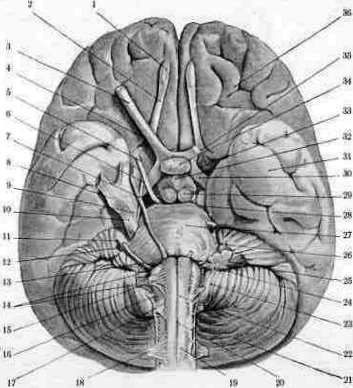 Brain (551 General diagnostics of brain diseases): figure 16 from the 1928–1936 encyclopedia article
