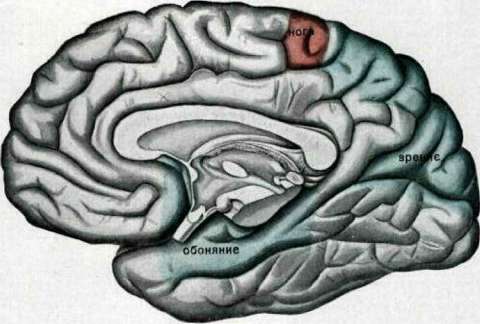 Brain (551 General diagnostics of brain diseases): figure 34 from the 1928–1936 encyclopedia article