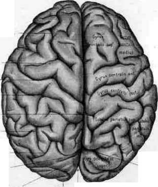 Brain (551 General diagnostics of brain diseases): figure 15 from the 1928–1936 encyclopedia article