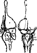 Brain (551 General diagnostics of brain diseases): figure 5 from the 1928–1936 encyclopedia article