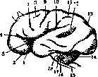 Brain (551 General diagnostics of brain diseases): figure 13 from the 1928–1936 encyclopedia article