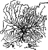 Brain (551 General diagnostics of brain diseases): figure 28 from the 1928–1936 encyclopedia article