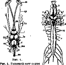 Brain (551 General diagnostics of brain diseases): figure 4 from the 1928–1936 encyclopedia article