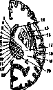 Brain (551 General diagnostics of brain diseases): figure 36 from the 1928–1936 encyclopedia article
