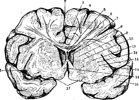 Brain (551 General diagnostics of brain diseases): figure 21 from the 1928–1936 encyclopedia article