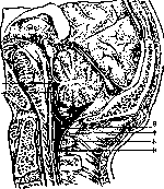 Brain (551 General diagnostics of brain diseases): figure 46 from the 1928–1936 encyclopedia article