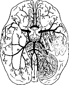 Brain (551 General diagnostics of brain diseases): figure 24 from the 1928–1936 encyclopedia article