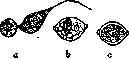 Gregarines: figure 3 from the 1928–1936 encyclopedia article