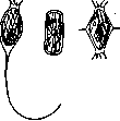 Gregarines: figure 4 from the 1928–1936 encyclopedia article