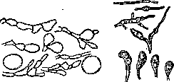 Parasitic Fungi: figure 4 from the 1928–1936 encyclopedia article