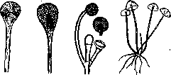 Parasitic Fungi: figure 2 from the 1928–1936 encyclopedia article