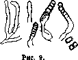 Parasitic Fungi: figure 6 from the 1928–1936 encyclopedia article