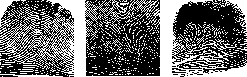 Dactyloscopy: figure 1 from the 1928–1936 encyclopedia article