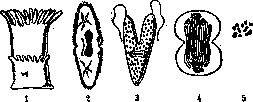 Dohle Inclusions: figure 1 from the 1928–1936 encyclopedia article
