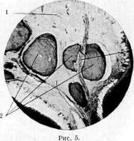 Denitrification: figure 2 from the 1928–1936 encyclopedia article