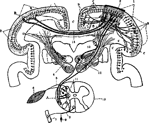 Diastolic Murmur: figure 1 from the 1928–1936 encyclopedia article
