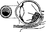 Diascopy (a954): figure 2 from the 1928–1936 encyclopedia article