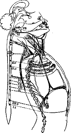 Diaphragm: figure 6 from the 1928–1936 encyclopedia article